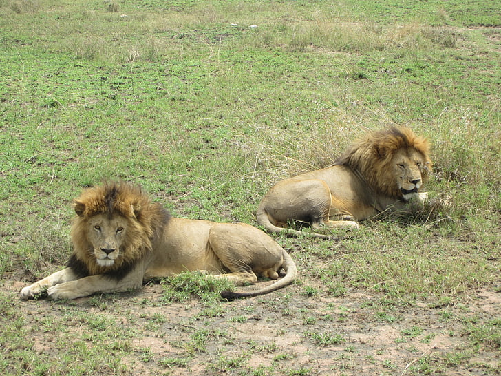 sư tử, Anh em, Kenya