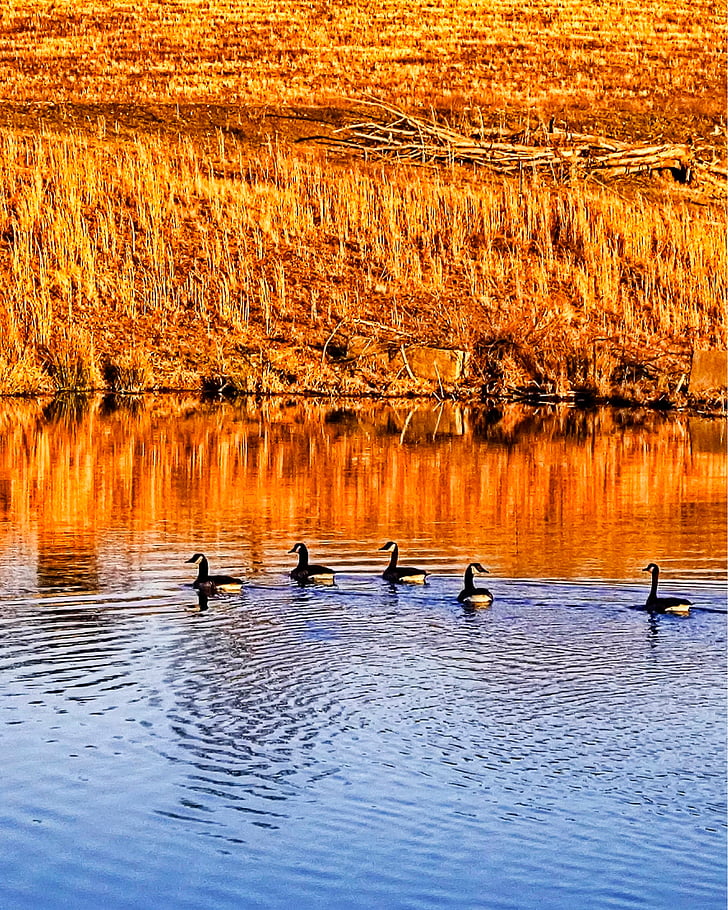 pond, ducks, country, rural, nature, water, wildlife