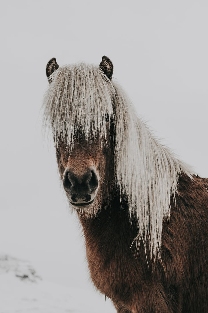 häst, djur, brun, vit, snö, vinter, kalla