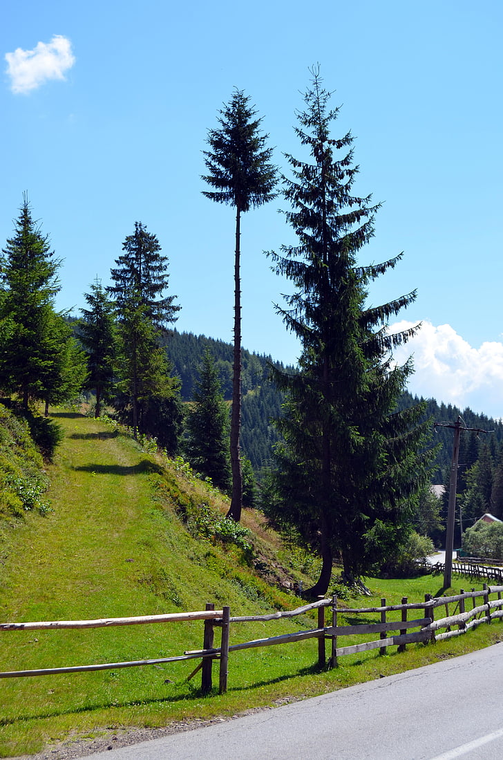 pasture, fir trees, nature, mountain, landscape, tree, forest