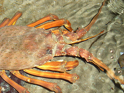 lobster, crayfish, lobster head, seafood, shellfish, crustacean, shell