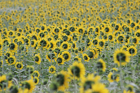 bunga matahari, mekar, bunga, kuning, bidang, Cantik