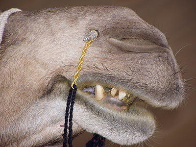 Camel, voet, India, Dromedaris, schip van de woestijn, dier, zoogdier