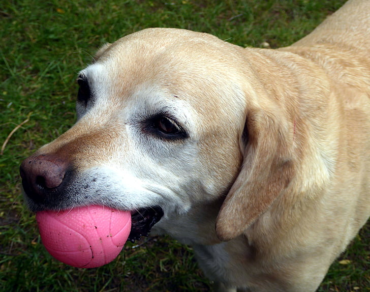 куче, топка, куче муцуната, игриво, задържане, жълто