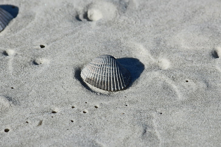 písek, Shell, pláž, mušle, pobřeží, pobřeží, Já?