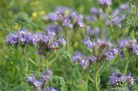 tấn công, Hoa, Meadow, mùa hè, con ong, màu xanh