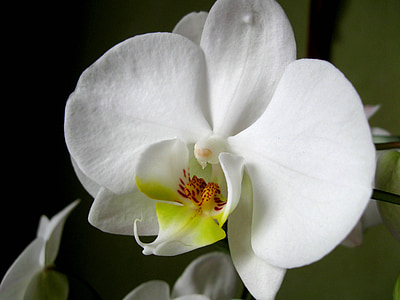 flor, orquídia, flor, close-up, flors orientals