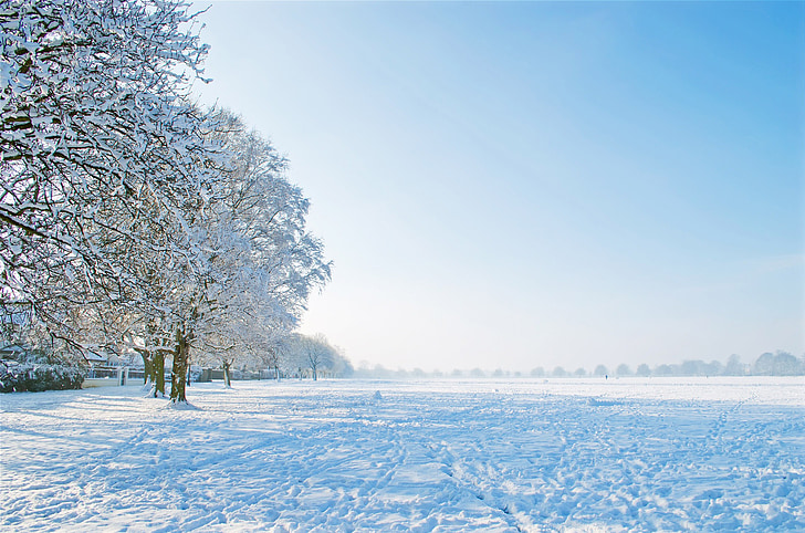 Хубаво, зимни, ден, дърво, дървета, сняг, снежна