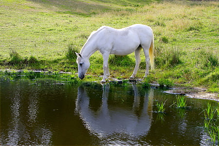caballo, animal, granja, Pony, beber, Australia, brumoso
