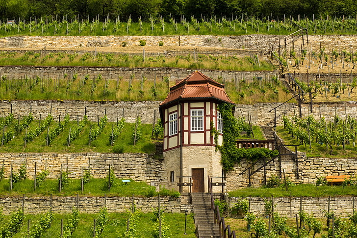 Freyburg unstrut, vin, vin voksende området, Saale-unstrut, vingården, landskapet, Vines