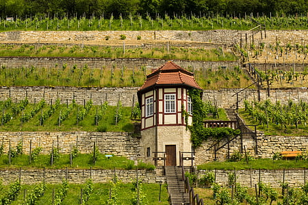 unstrut: Freyburg, veini, viinamarjakasvatust ala, Saale-unstrut, Vineyard, maastik, viinapuude