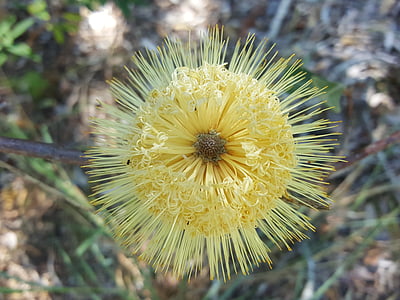 Banksia, dzeltena, Flora, daba, puķe, Austrālijas, botānika