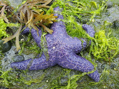 beach, low tide, starfish on beach