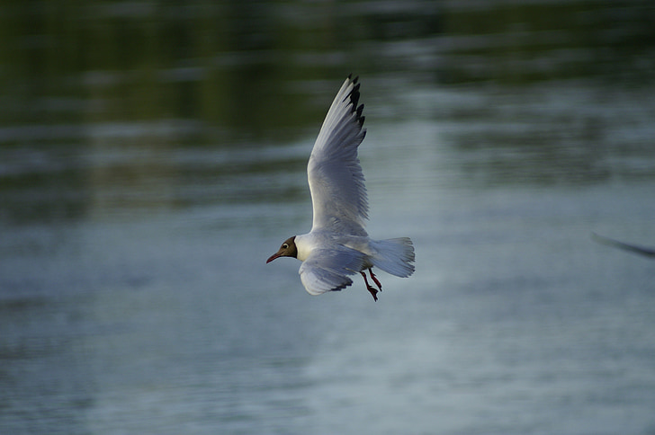 seagull, bird, dom, nature, water, fly, birds
