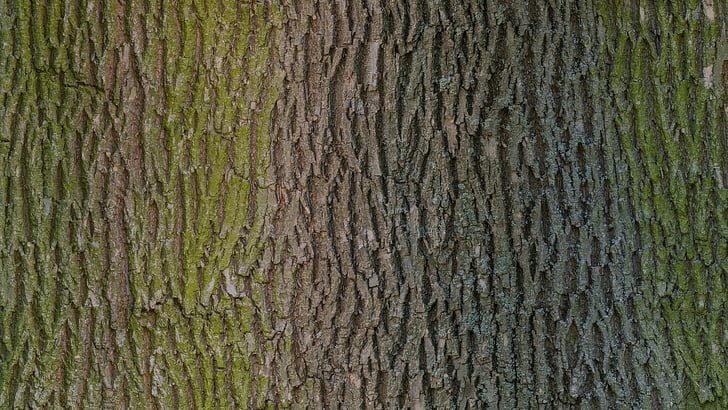 arbre, écorce, bois, texture, photo, Scan, PHOTOSCAN