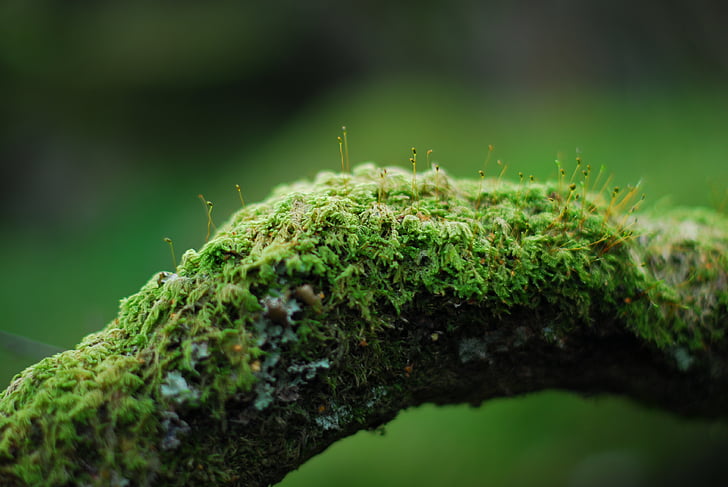 Moss, filiaali, roheline, loodus, metsa, puu, taim