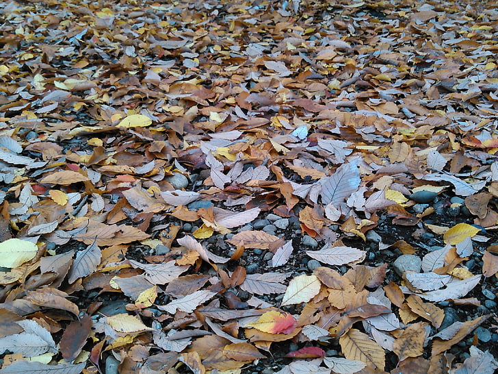 Outono, folhas caídas, folhas de outonais, folha, natureza, temporada, planos de fundo