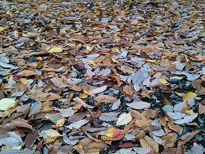 jesień, opadłych liści, Jesienne liście, liść, Natura, sezon, tła