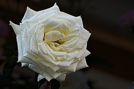 tõusis, õis, Bloom, mood rose, Ava rose