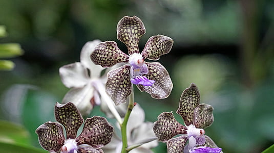 orchid, botanical garden, singapore, plant, tropical, park, flower