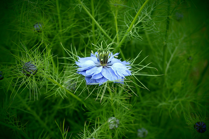 синя квітка, Природа, макрос, докладно, квітка, Брунька, завод