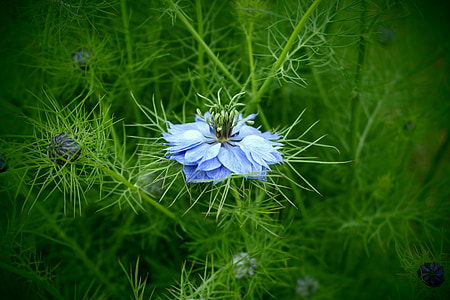 blue flower, nature, macro, detail, flower, bud, plant