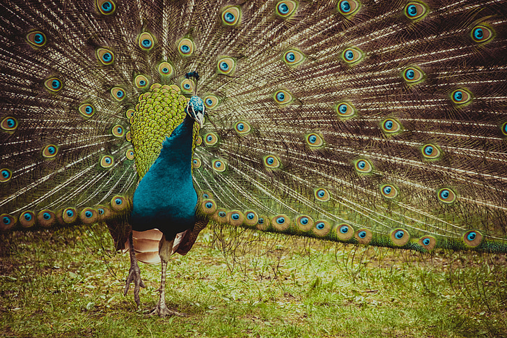 peacock, bird, plumage, animal, colorful, tail, wildlife