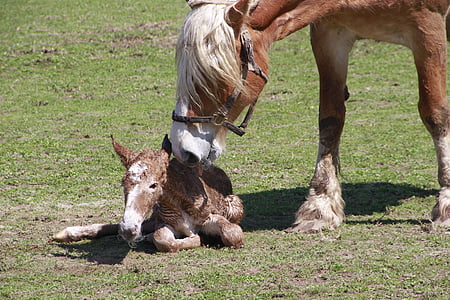 vida, potro de nascimento, cavalo, Nascido, égua, pasto, rural