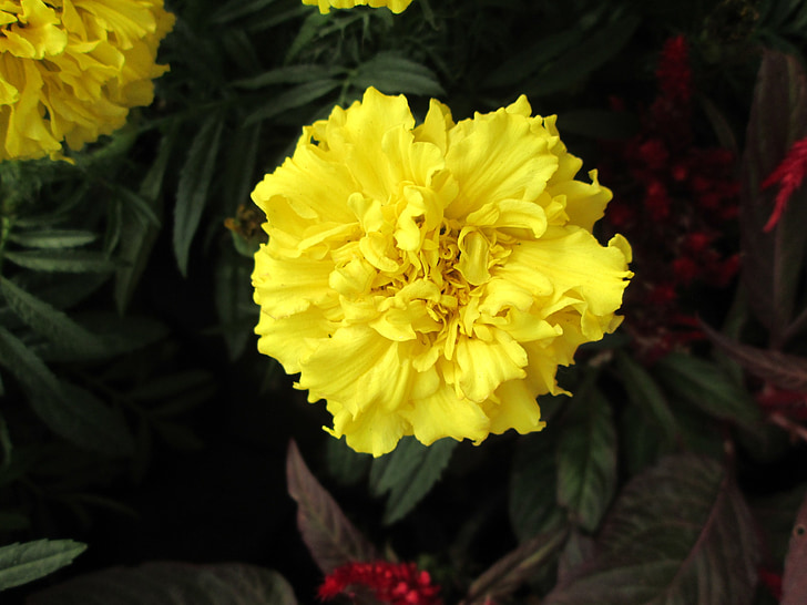 plant, chrysanthemum, yellow, flower, nature, petal, close-up