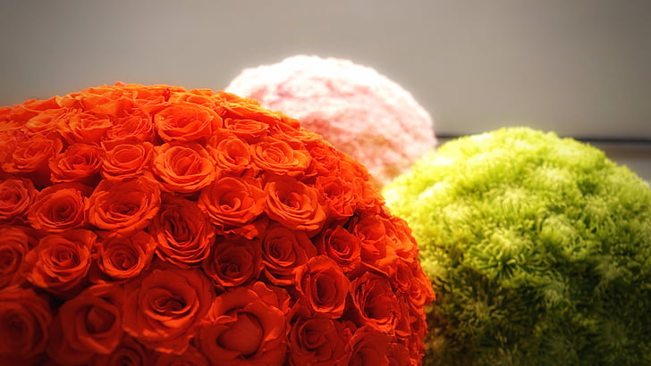 rosa, fiore, arancio, floreale, Blossom, estate, decorazione