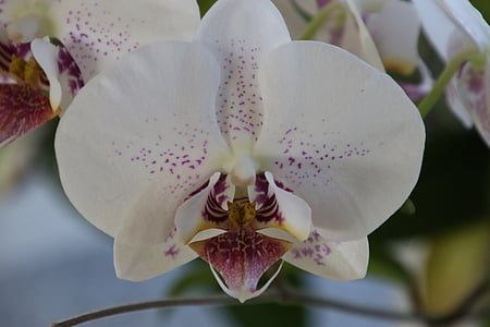 flor, Orquídea, Blanco, planta, hermosa, planta de la casa