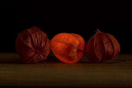lampionblume, Физалис, оранжевый, nachtschattengewächs, Физалис alkekengi, Черри мочевого пузыря, декоративное растение