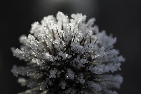 Şube, Frost, soğuk, eiskristalle, doğa, buz desen, hiçbir insan