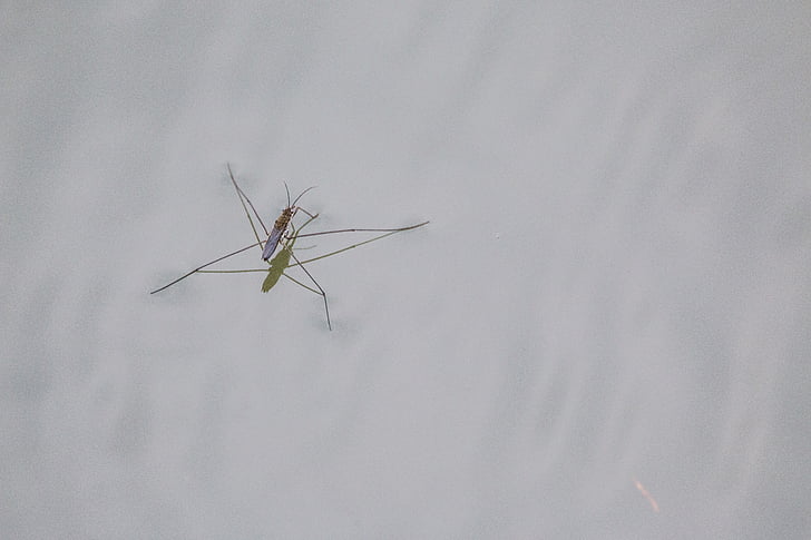 water striders, lake, pond, island, water, waters, nature reserve