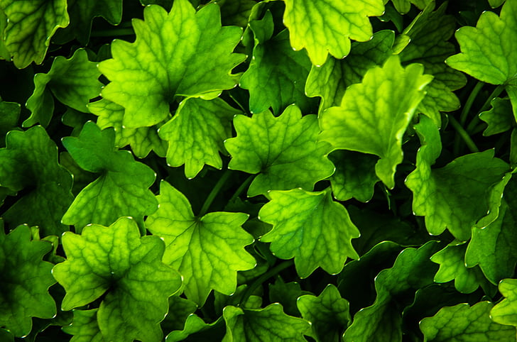 Zelená, Leaf, zelené listy, Záhrada, zeleň, čerstvé, Príroda