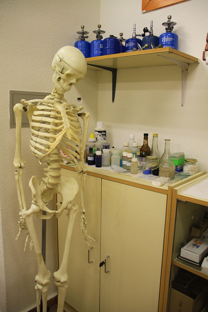 esqueleto, laboratório, Anatomia, medicina, aprendizagem