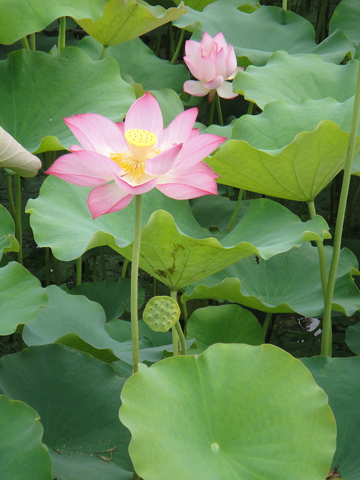 lotus leaf, petal, lotus, water plant, pond, flowering