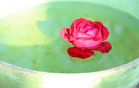 color de rosa, flotando, tazón de fuente, flor, agua, belleza