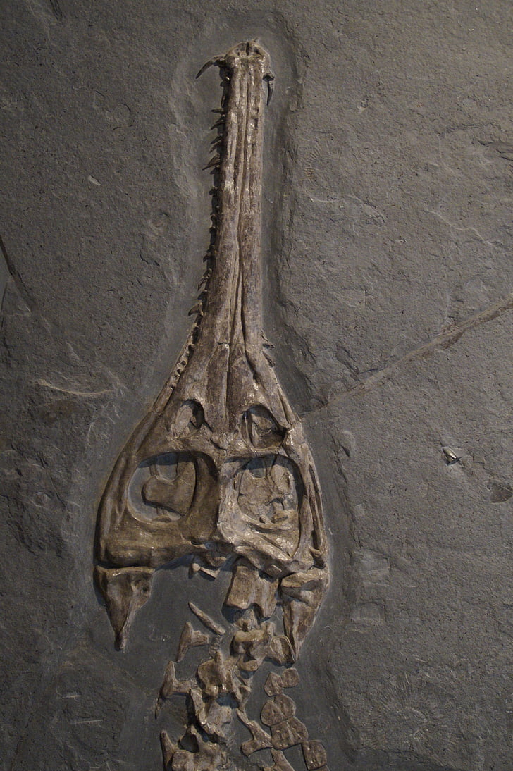 fossili, teschio, testa, scheletro, coccodrillo, Hagbard, mare Giurassico