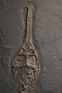 fossila, skalle, huvud, skelettet, krokodil, Hagbard, Jurassic havet