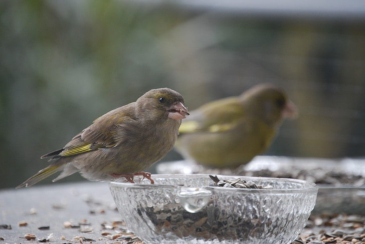 greenfinch, burung, Makan, burung-burung yang makan