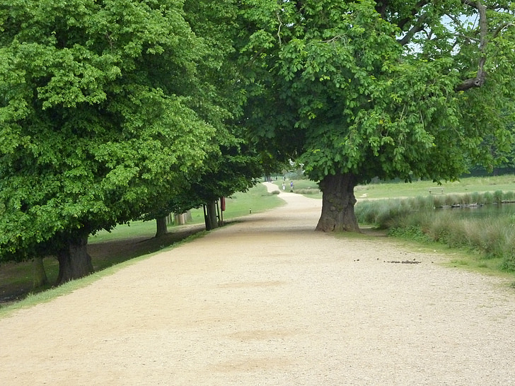 Richmond park, parku, Příroda, venku, Richmond, Londýn, stromy