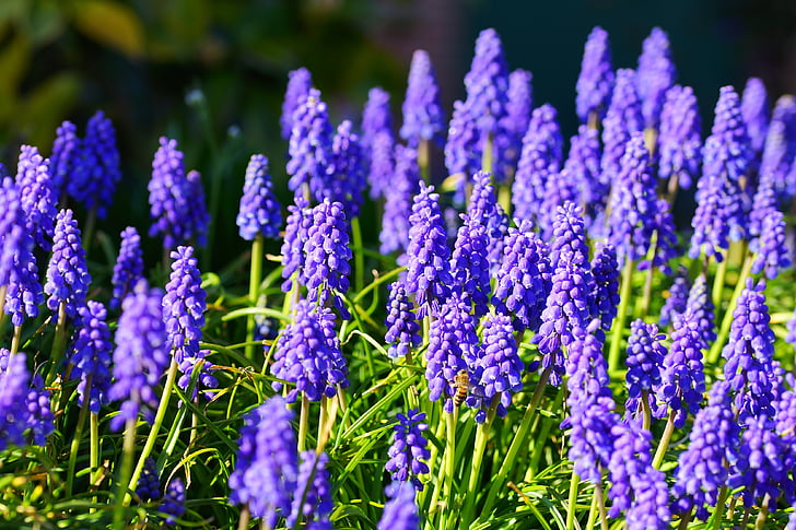 hiacintas, gėlės, mėlyna, Gamta, augalų, sodas, pavasarį