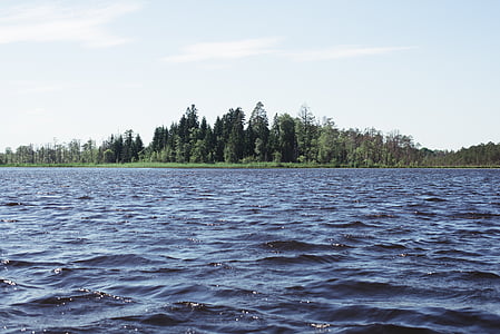 pino, alberi, parte anteriore, fiume, Lago, acqua, foresta