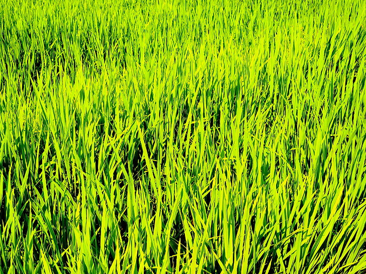 bright, green, rice, plants, field, grass, nature