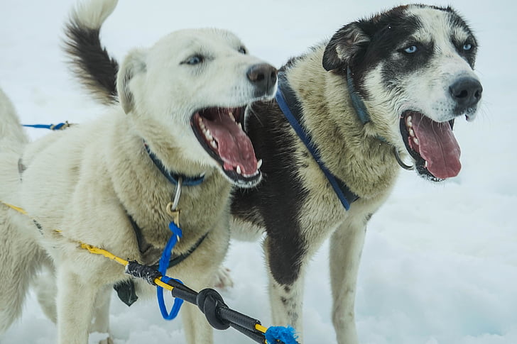 sáňkovat psi, Aljaška, psí spřežení, saně, pes, sáňkování, sníh