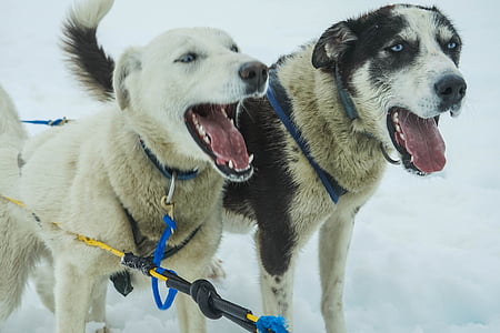 sledehonden, Alaska, Hondenslee, slee, hond, Rodelen, sneeuw
