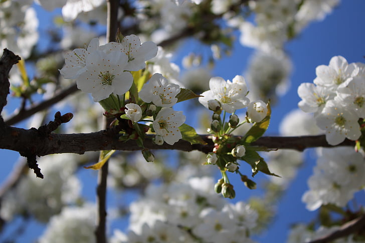 花, 樱桃, 春天, 绽放, 树, 白花, 白色