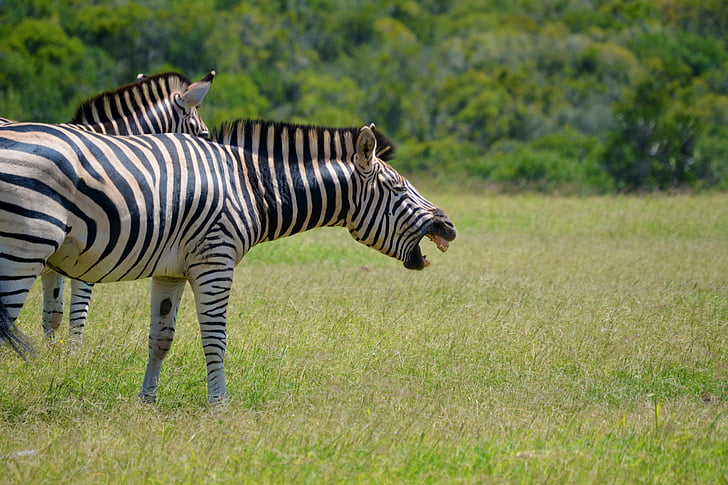 Zebra, se smíchem, zvíře, volně žijící zvířata, Wild, Afrika, Jihoafrická republika