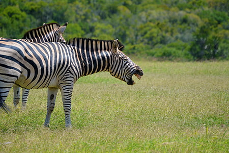 Zebra, ridere, animale, fauna selvatica, selvaggio, Africa, Sud Africa